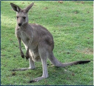 http://www.distantjourneys.co.uk/blog/wp-content/uploads/2015/06/roo2.jpg